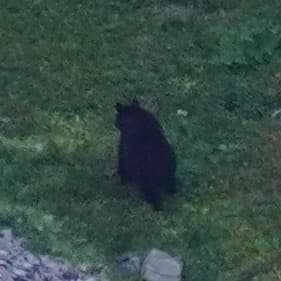 Black Bear sighting