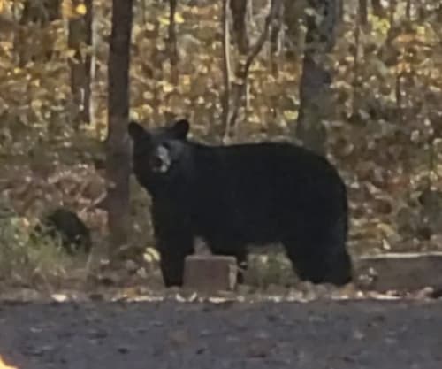 Black Bear sighting