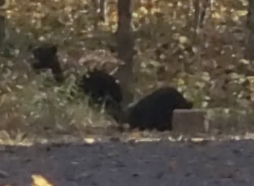Black Bear sighting