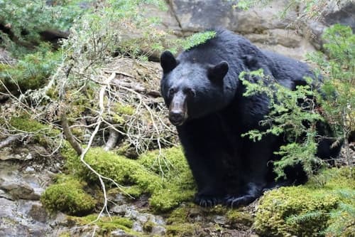Black Bear sighting