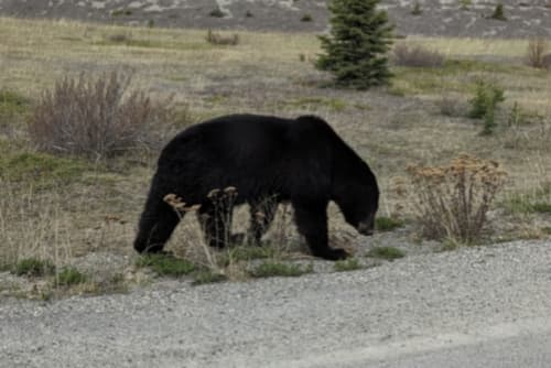 Black Bear sighting