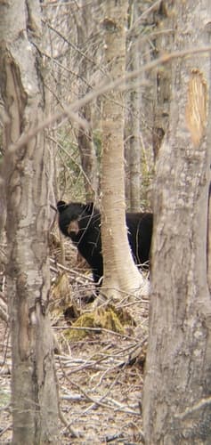 Black Bear sighting