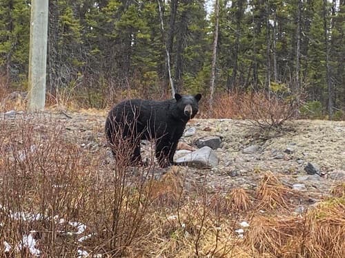 Black Bear sighting