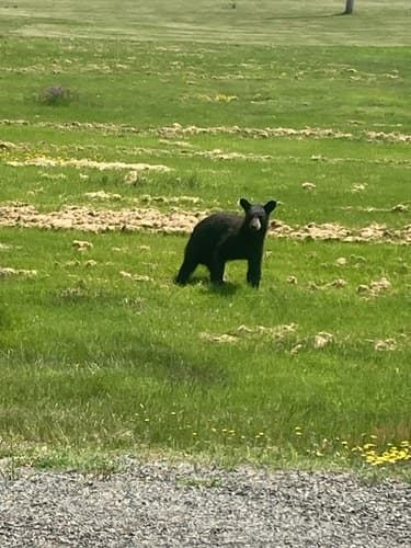 Black Bear sighting