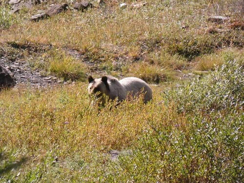 Grizzly sighting