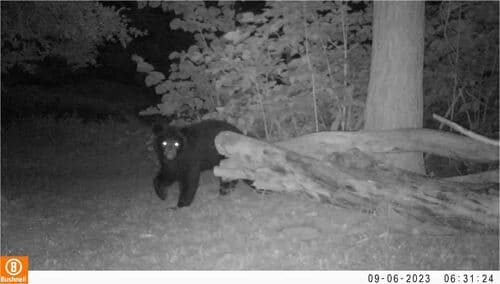Black Bear sighting
