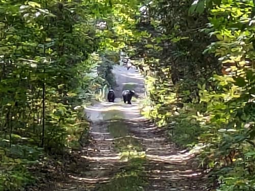Black Bear sighting