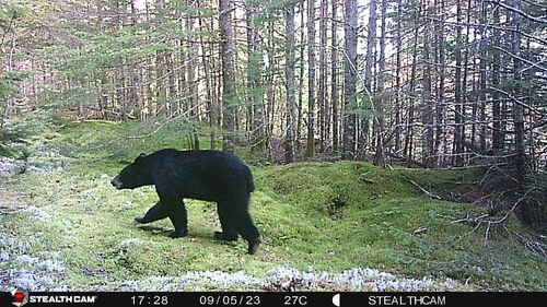 Black Bear sighting