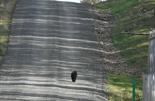 Black Bear sighting