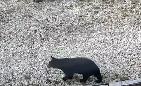 Black Bear sighting