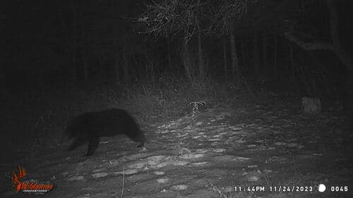 Black Bear sighting