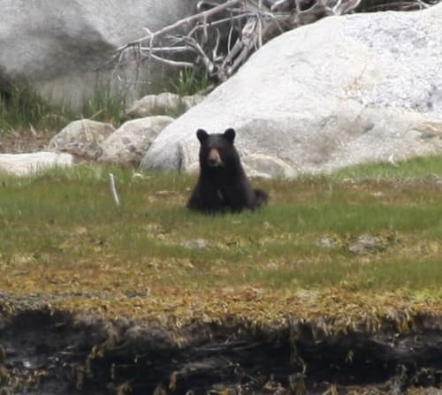 Black Bear sighting
