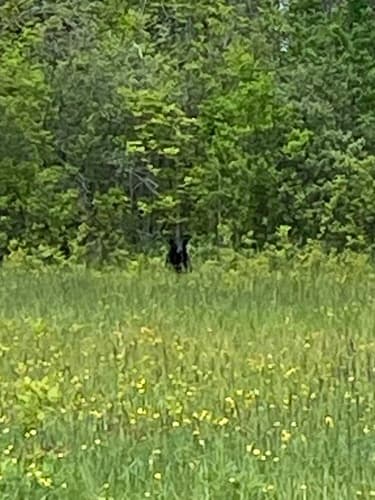Black Bear sighting