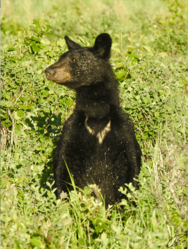 Black Bear sighting