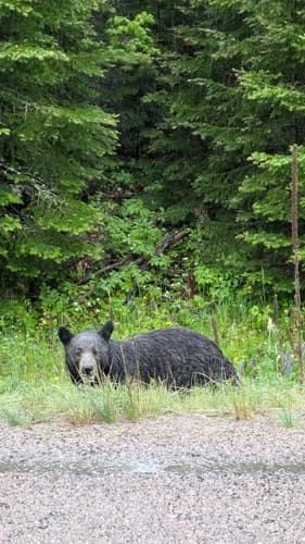 Black Bear sighting