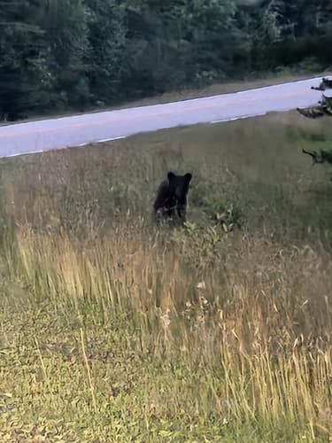 Black Bear sighting