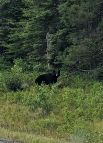 Black Bear sighting