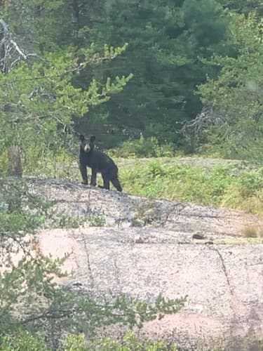 Black Bear sighting