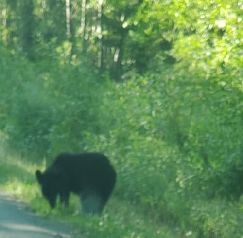 Black Bear sighting