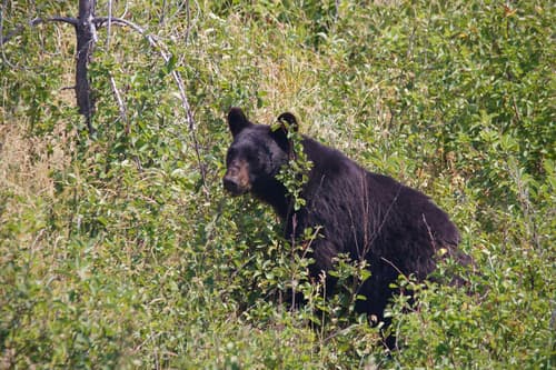 Black Bear sighting