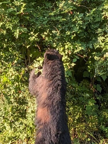 Black Bear sighting