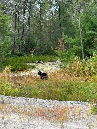 Black Bear sighting