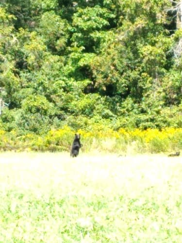Black Bear sighting