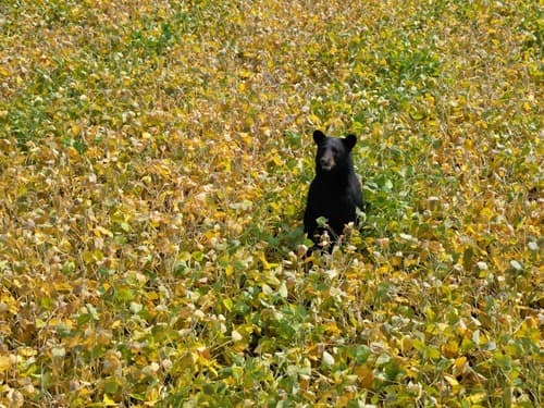 Black Bear sighting
