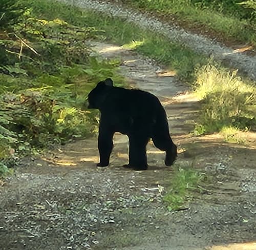 Black Bear sighting