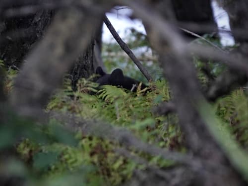 Black Bear sighting