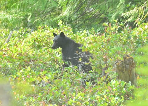 Black Bear sighting