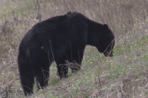 Black Bear sighting