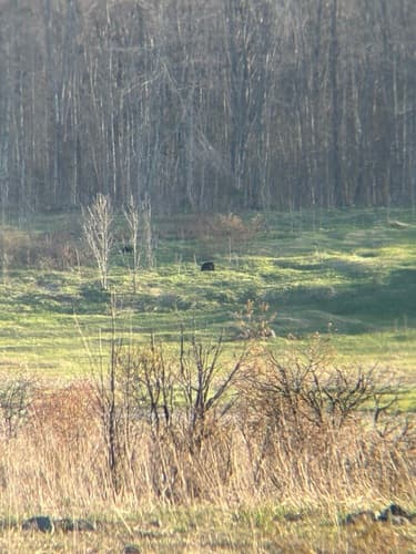 Black Bear sighting