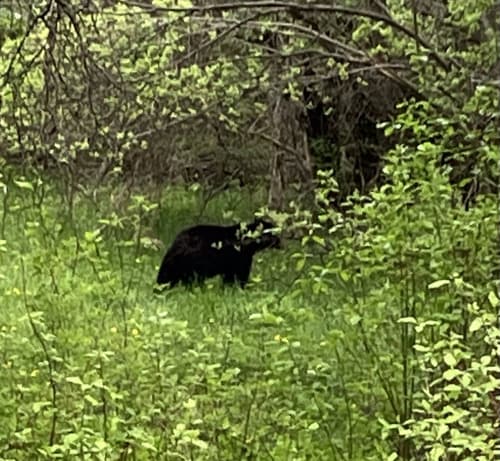 Black Bear sighting