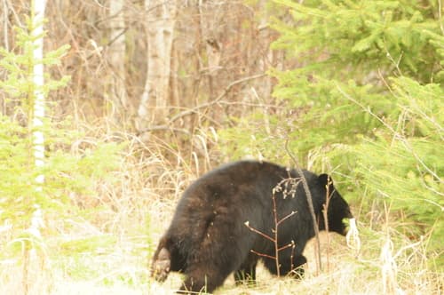 Black Bear sighting