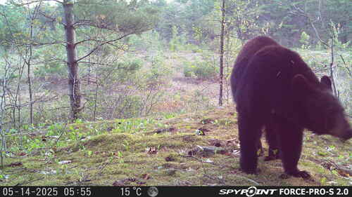 Black Bear sighting