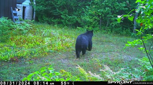 Black Bear sighting
