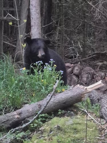 Black Bear sighting