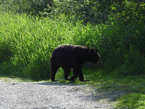 Black Bear sighting