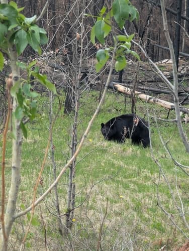 Black Bear sighting