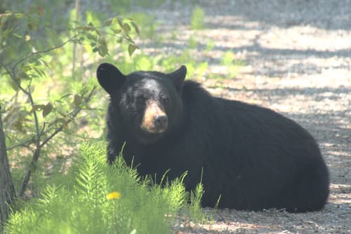 Black Bear sighting
