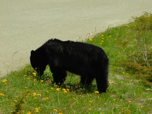 Black Bear sighting