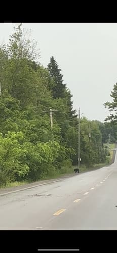 Black Bear sighting
