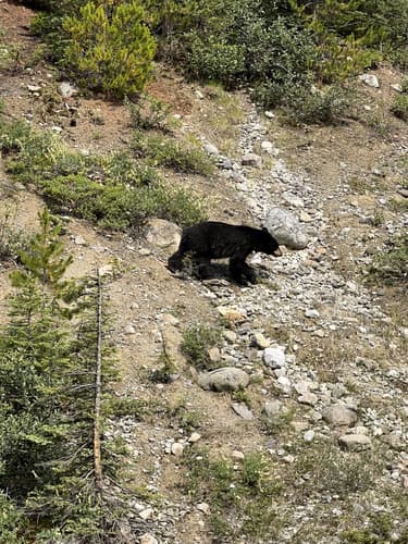 Black Bear sighting