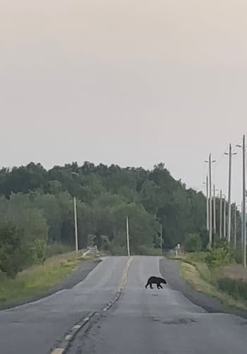 Black Bear sighting