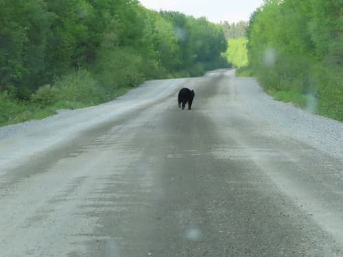 Black Bear sighting