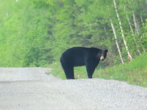 Black Bear sighting