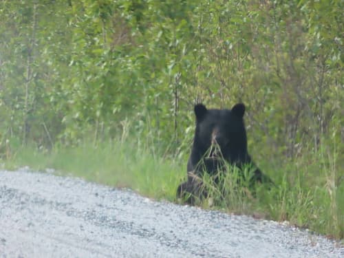 Black Bear sighting