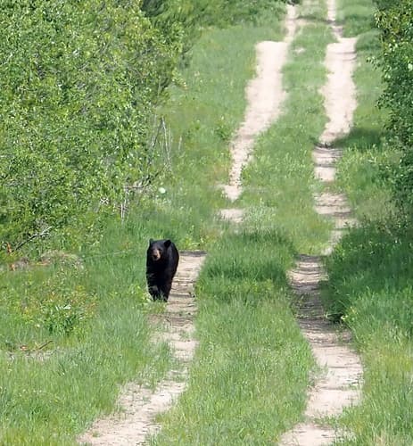 Black Bear sighting