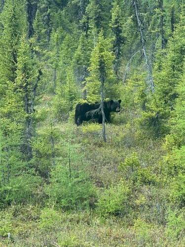 Black Bear sighting
